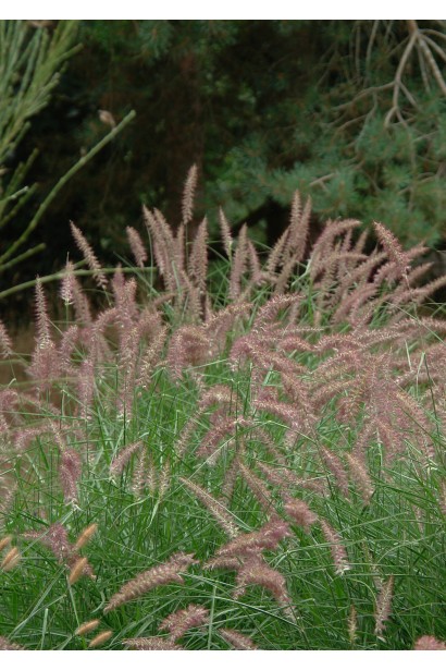 Пенісетум східний `Карлі Роуз`